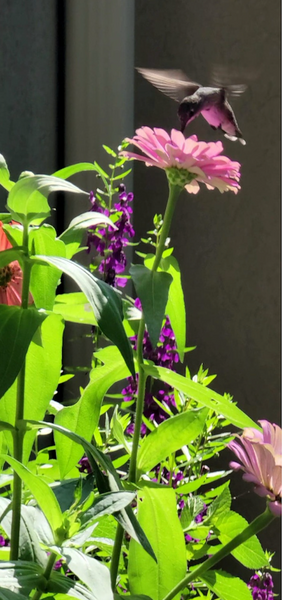 Karen's Corner: Attract Hummingbirds to your window