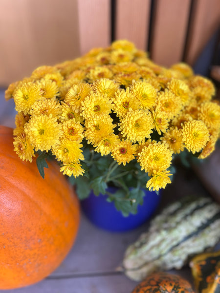 Karen's Corner: MUMS the word for the fall