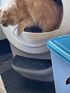 An orange cat is climbing out of the Litter Robot.