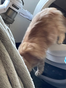 An orange cat is climbing down from the Litter Robot box.