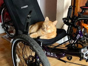 Cute orange cat sitting on the seat of a CATRIKE trike bike. The back wheel is docked in the metal wheel stand.