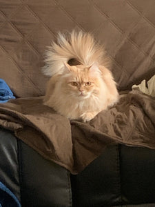 The adorable source of the pet hair in Jessica's review, a long-haired cat with white/orange fur, sitting on a brown sofa.