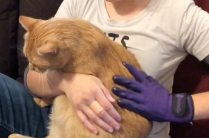 A person is holding a big orange tabby cat. One hand is wearing a purple pet grooming glove that is stroking the cat.