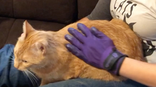 Load image into Gallery viewer, A person is wearing a purple glove that velcros with a strap around the wrist. The hand is on a big orange tabby cat.
